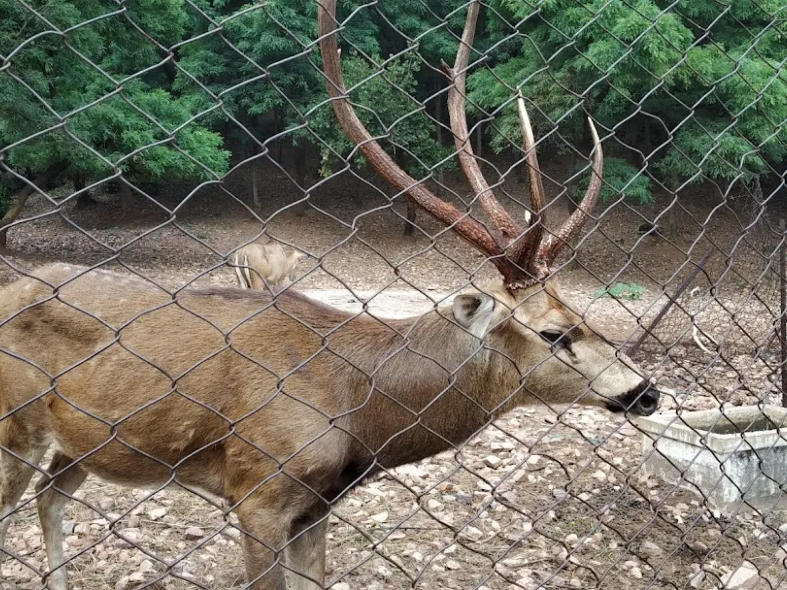 Deer-Zoo-Ramtek